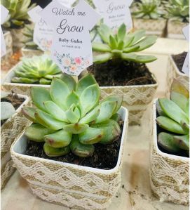 Baby shower Plant hamper