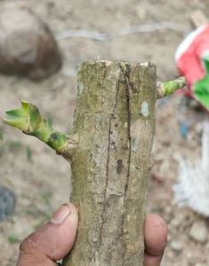 Brazilian lucky wood plant