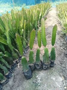 dragon fruit plant