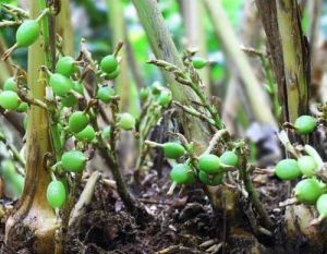 Green cardamom plant