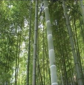 Moso Bamboo Pole