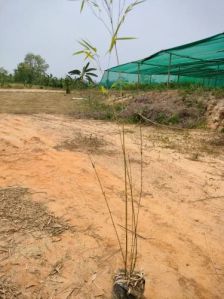 Polymorpha Bamboo Plant