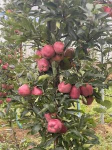 Red Apple Plant