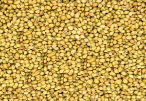 Coriander Seed