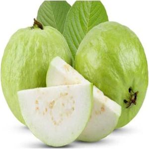 Fresh Green Guava