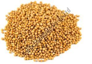 Yellow Mustard Seeds