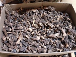 morel mushroom