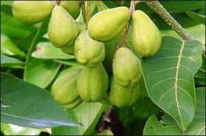 Karakkaya Fruit