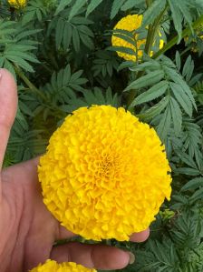 Marigold