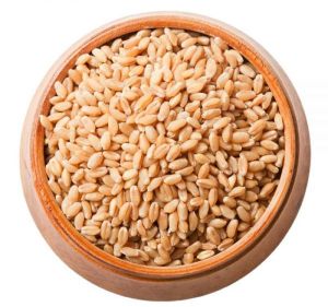 Foundation Wheat Grain