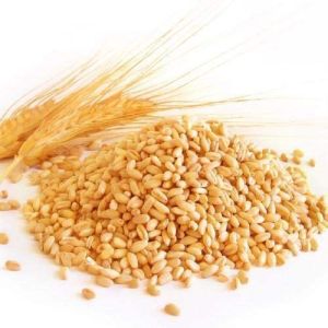 Indian Organic Wheat Grain