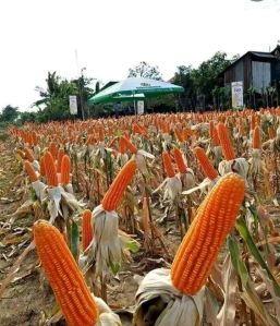 Maize