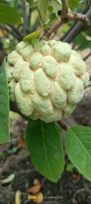 Custard Apple