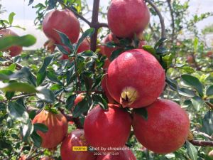 Pomogranate,Onion,Guava,Cabbage,Flower