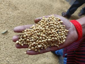 Soybean Seeds