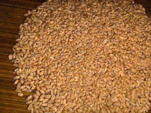 HD 2967 Wheat Seeds