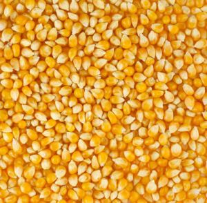 Yellow Maize