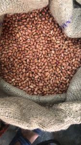 Groundnut Seed