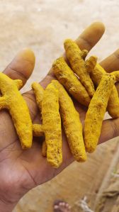 Curcuma Longa Turmeric Finger