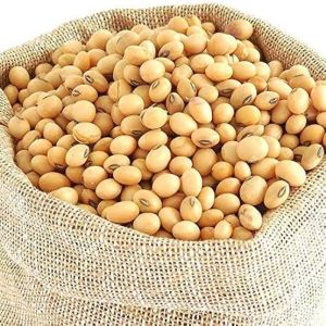 Soybean Seed