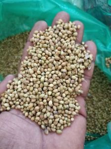 Coriander Seeds