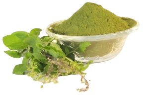 Tulsi Powder