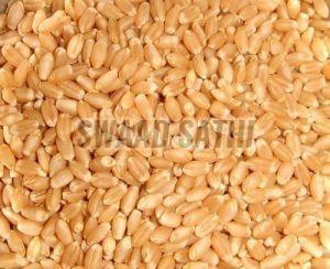 Wheat Grains