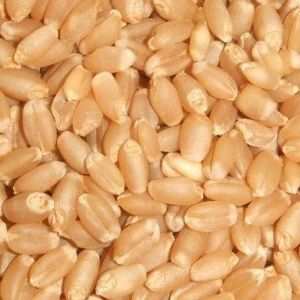 Durum Wheat Seeds