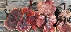 Dried Reishi Mushroom