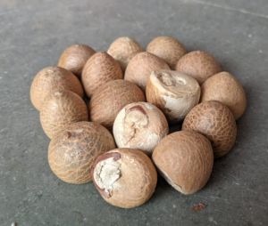 Betelnuts