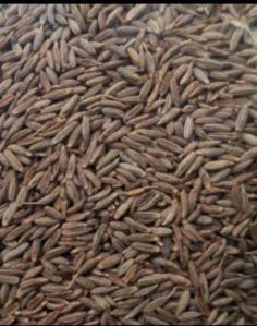 Cumin Brown Seed