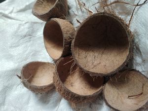 Coconut Shell