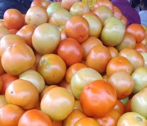 Indian fresh tomato