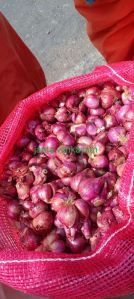 Fresh Small Onion