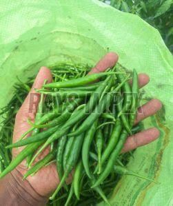 INDIAN GREEN CHILLI