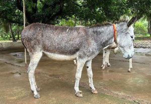 High Quality Live Katwadi Donkey