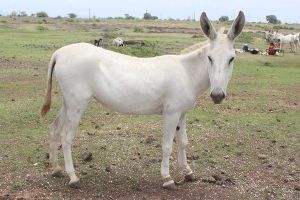 Live Halari Donkey