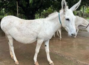 Live Katwadi Donkey