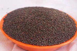 Brown Bold Sortex Mustard Seeds