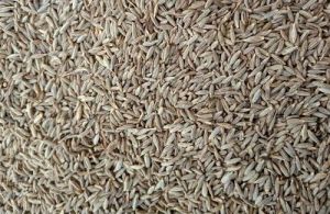 Semi Europe Cumin Seeds