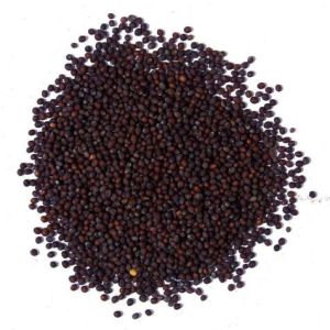 Small Sortex Mustard Seeds