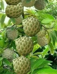 Custard Apple Plants