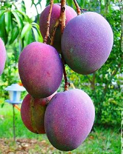 Mango Fruit Plant