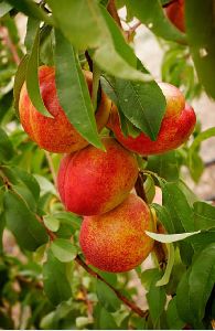 nectrine fruit plant