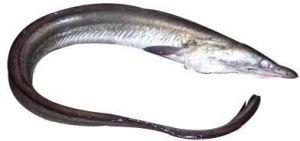 Fresh Eel Fish