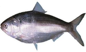 Fresh Hilsa Fish