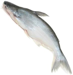 Fresh Indian Basa Fish