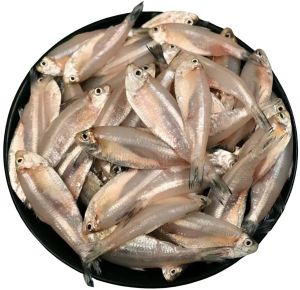 Fresh Mourala Fish