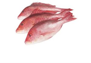 Fresh Red Snapper Fish