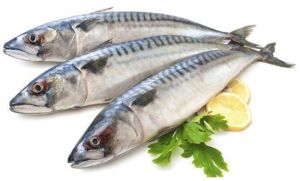 Fresh Sardine Fish